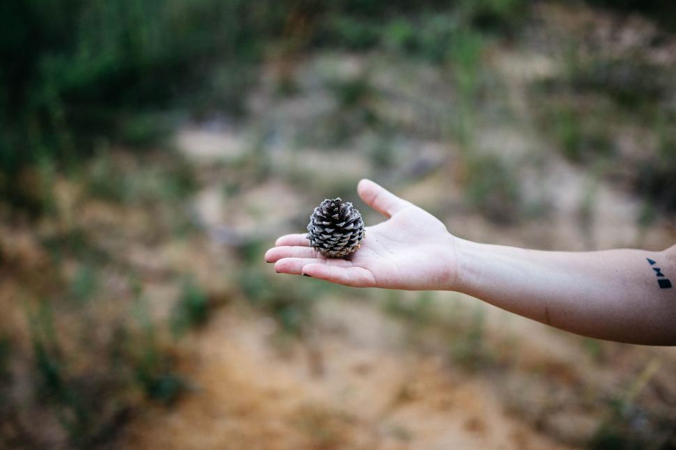 Free Image of Person Holding Pine Cone in Hand 
