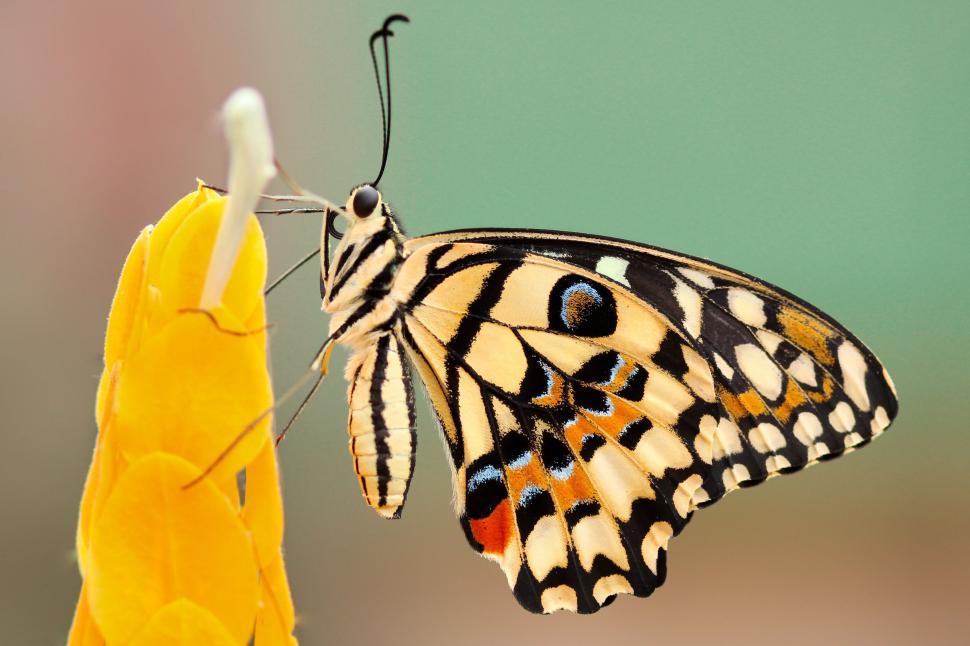 Free Image of Butterfly Resting on Flower Petal 