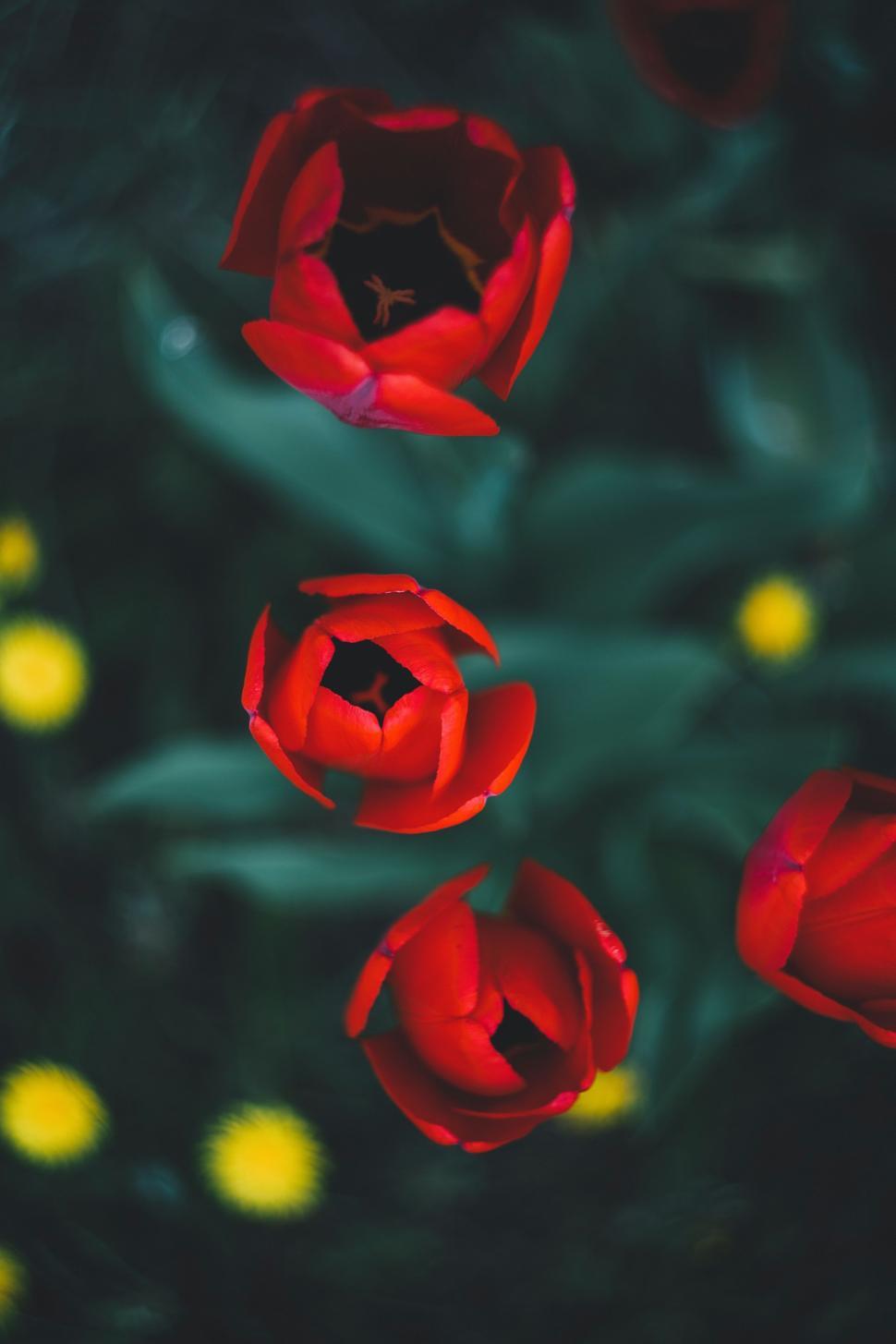 Free Image of Group of Red Flowers on Lush Green Field 