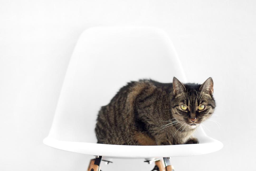 Free Image of Cat Sitting on Top of a White Chair 