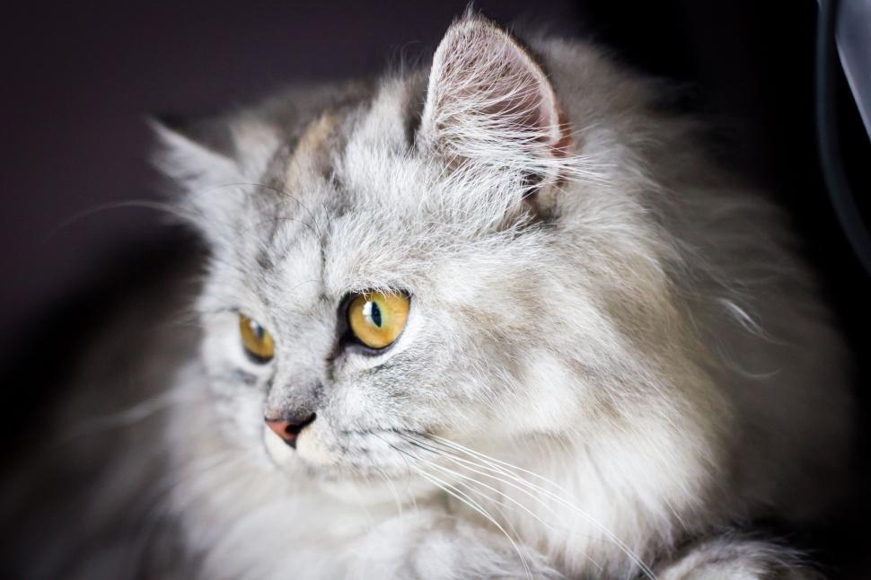 Free Image of Gray Cat With Yellow Eyes Laying Down 