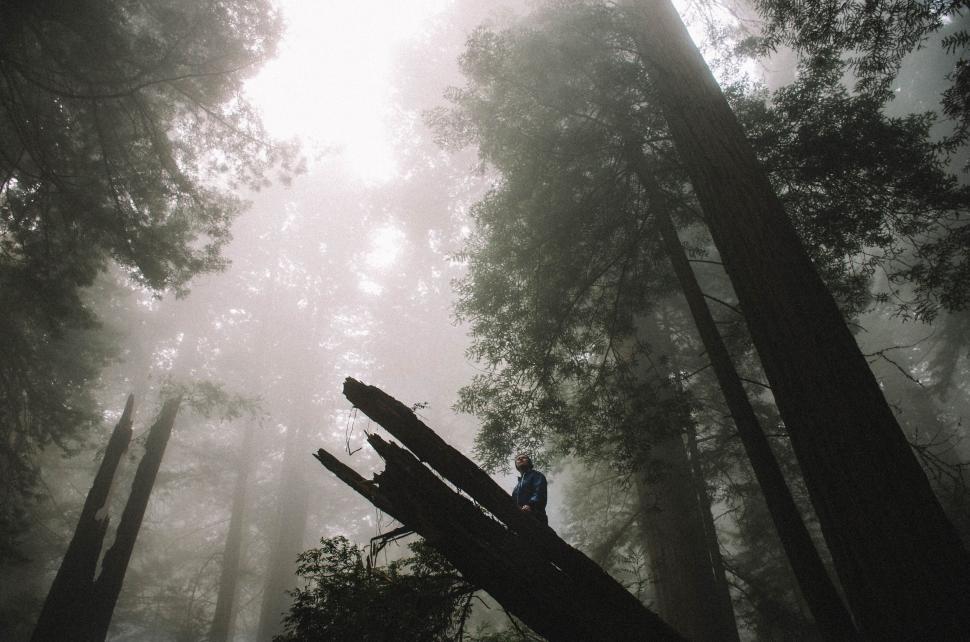 Free Image of Towering Trees in a Dense Forest 