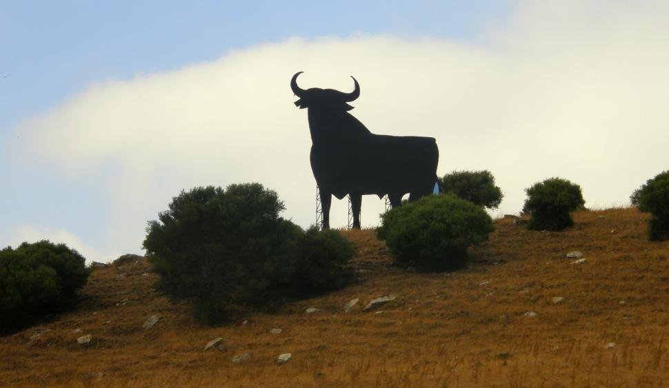 Free Image of Bull road 