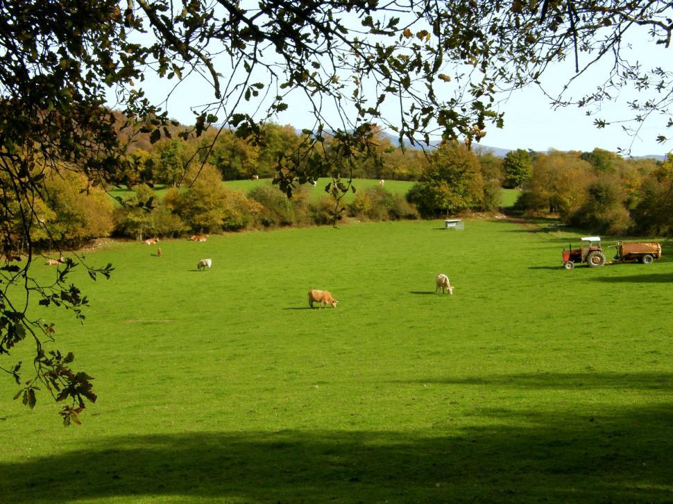 Free Image of Green 