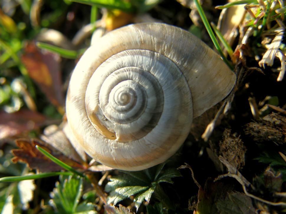 Free Image of White Conch 