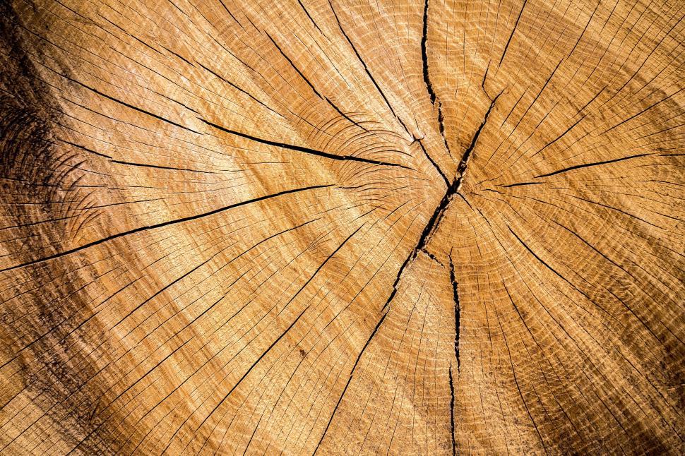 Free Image of Close Up View of Tree Trunk 