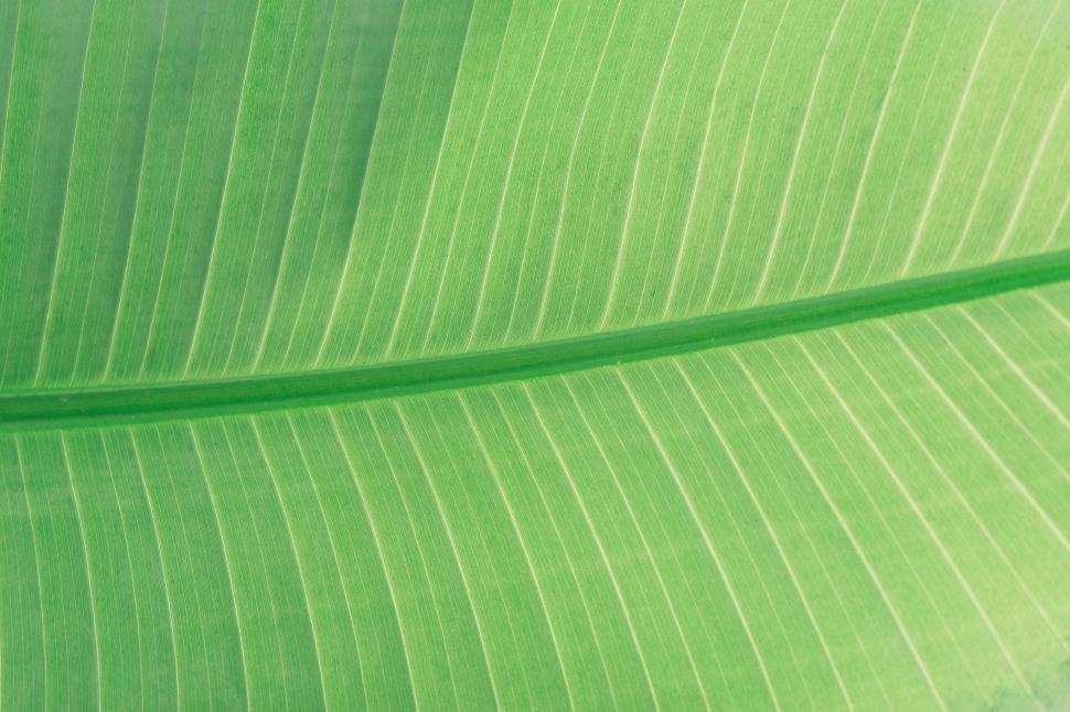 Free Image of Close Up of a Large Green Leaf 