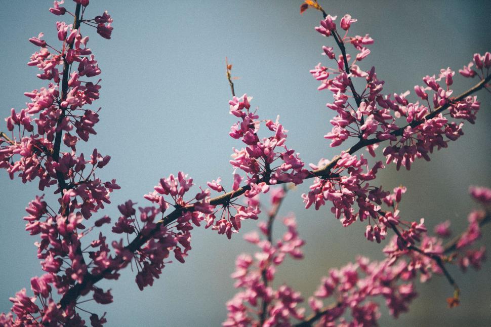 Free Image of Bird Sitting on Tree Branch 