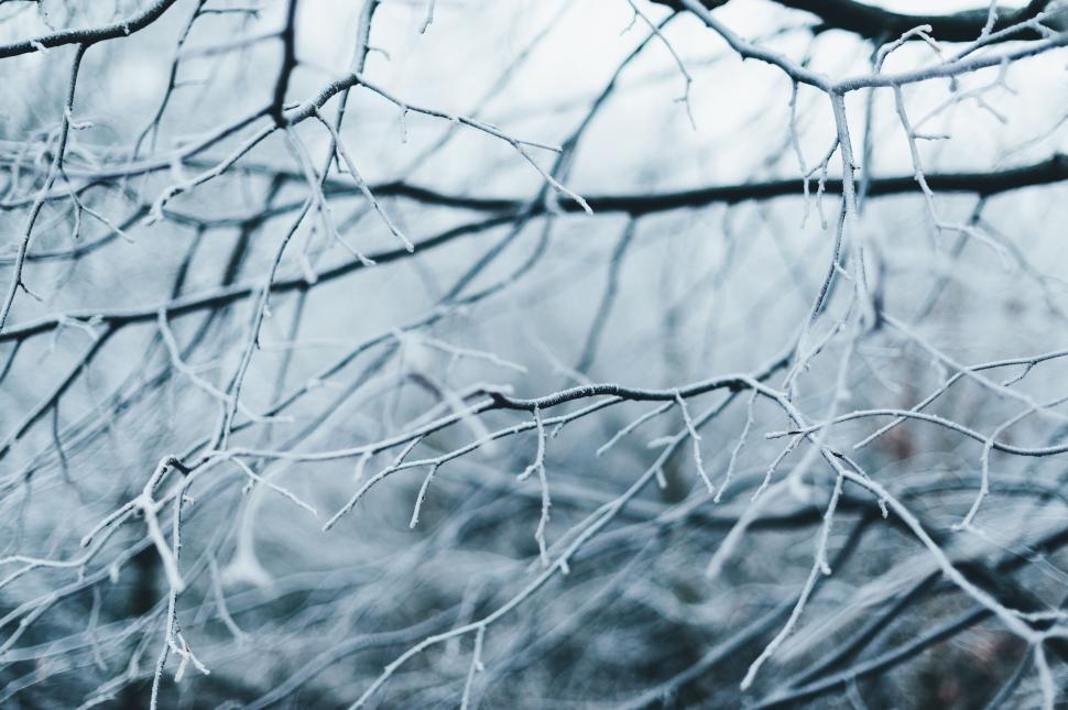 Free Image of Tree Branch in Black and White 