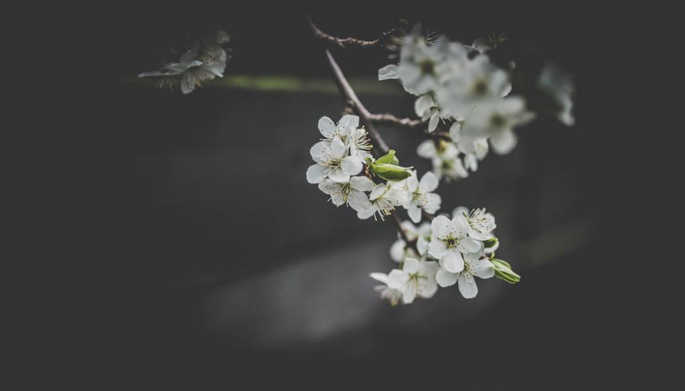 Free Image of Branch of a Tree With White Flowers 