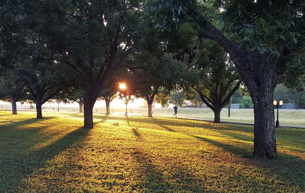 Free Image of Sun Shining Through Trees in Park 