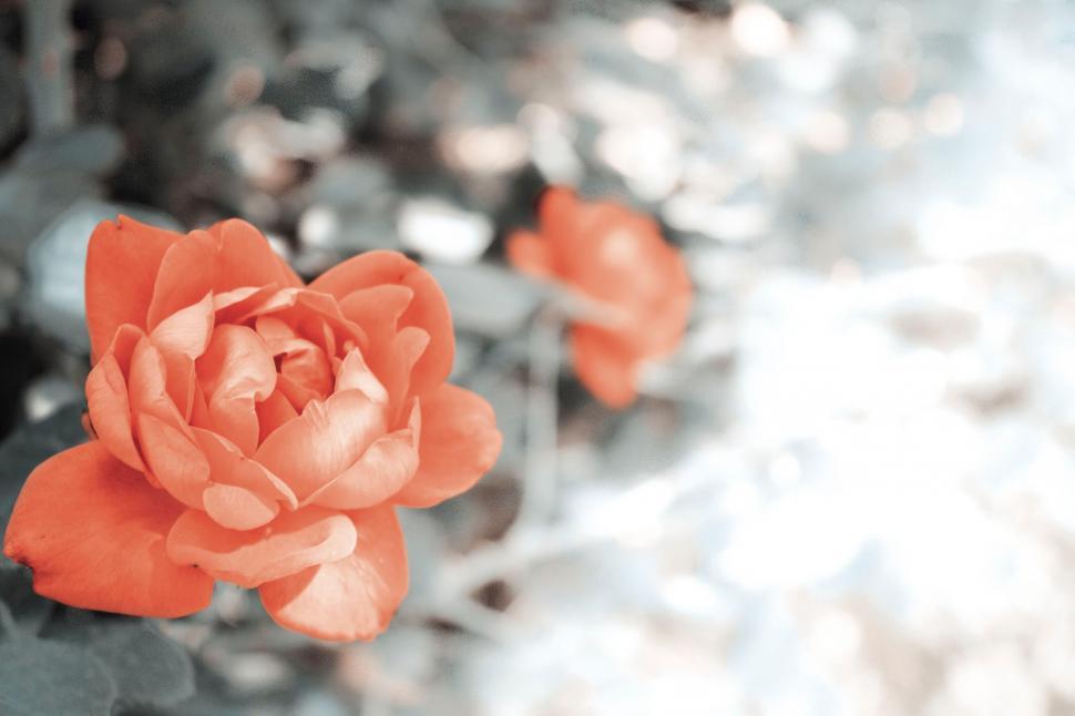 Free Image of Red Flower on Black and White Background 