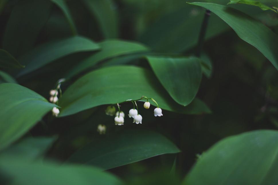 Free Image of Group of White Flowers on Green Leaves 