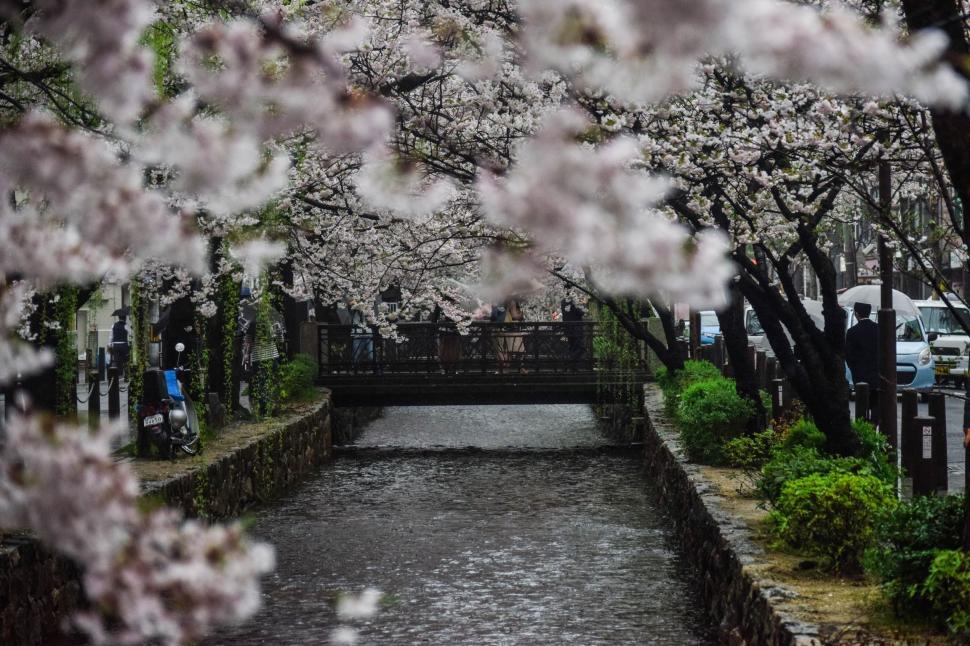 Free Image of River Running Through Park With Trees 
