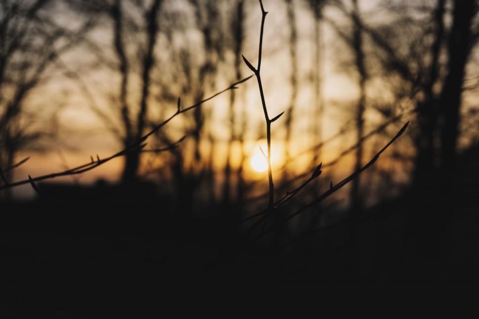 Free Image of Sun Setting Behind Trees 