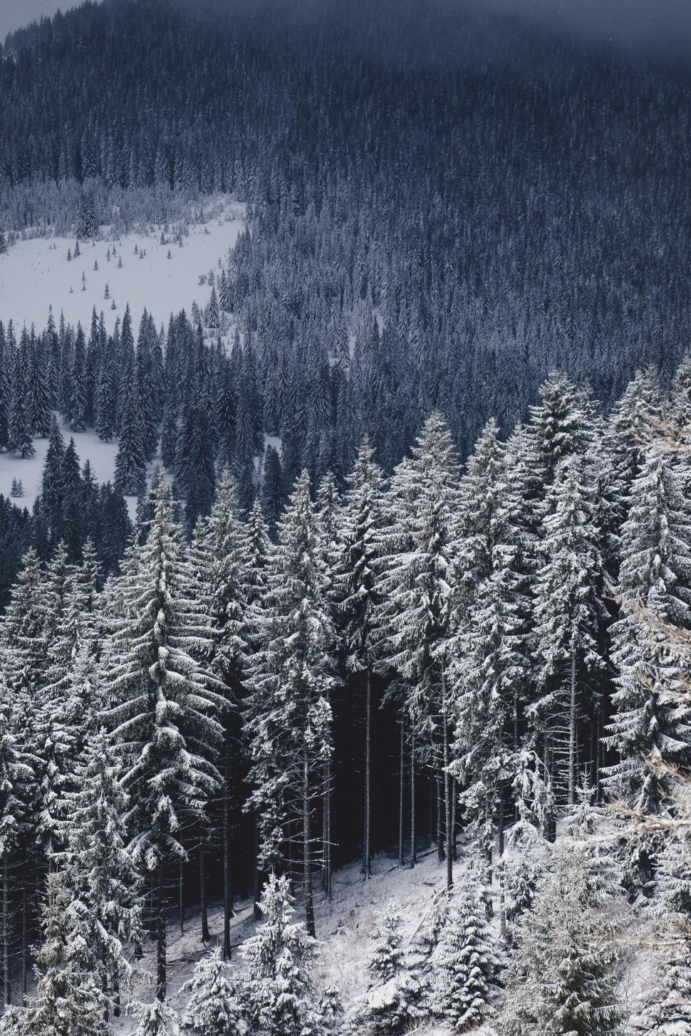 Free Image of Snow Covered Trees in Black and White 