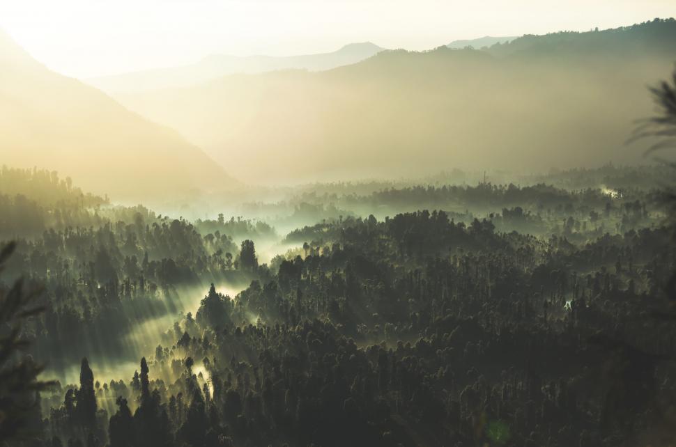 Free Image of Lush Valley Filled With Trees 