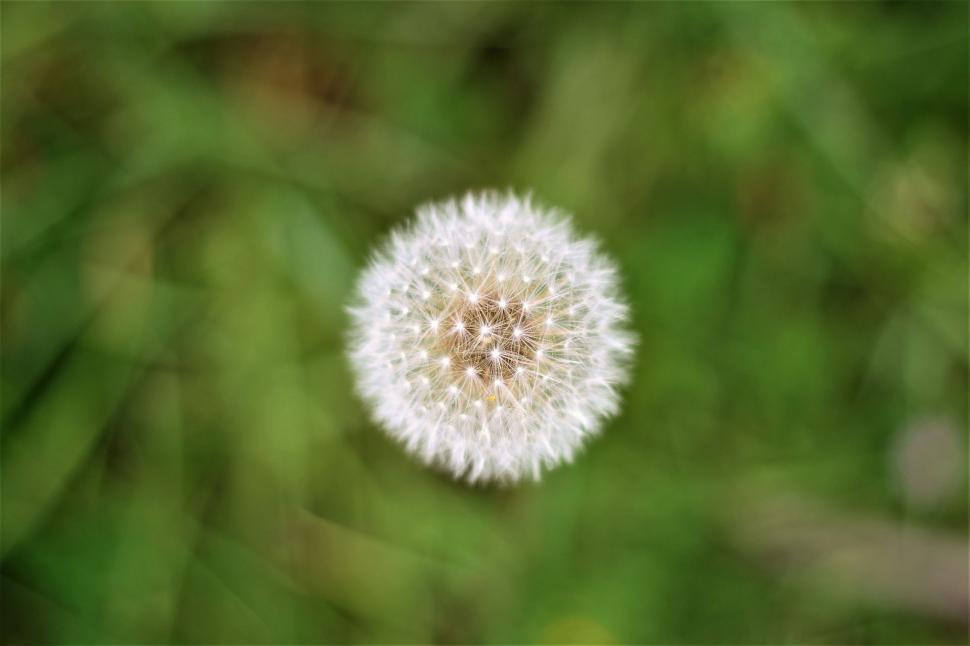Free Image of Dandelion Standing in Green Field 