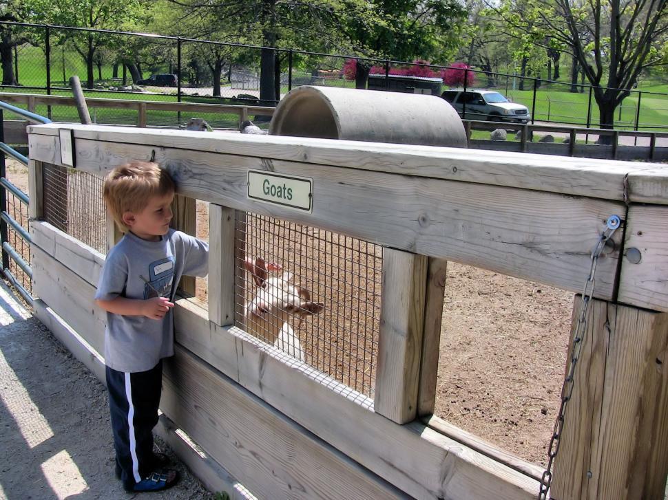 Free Image of Petting Zoo 