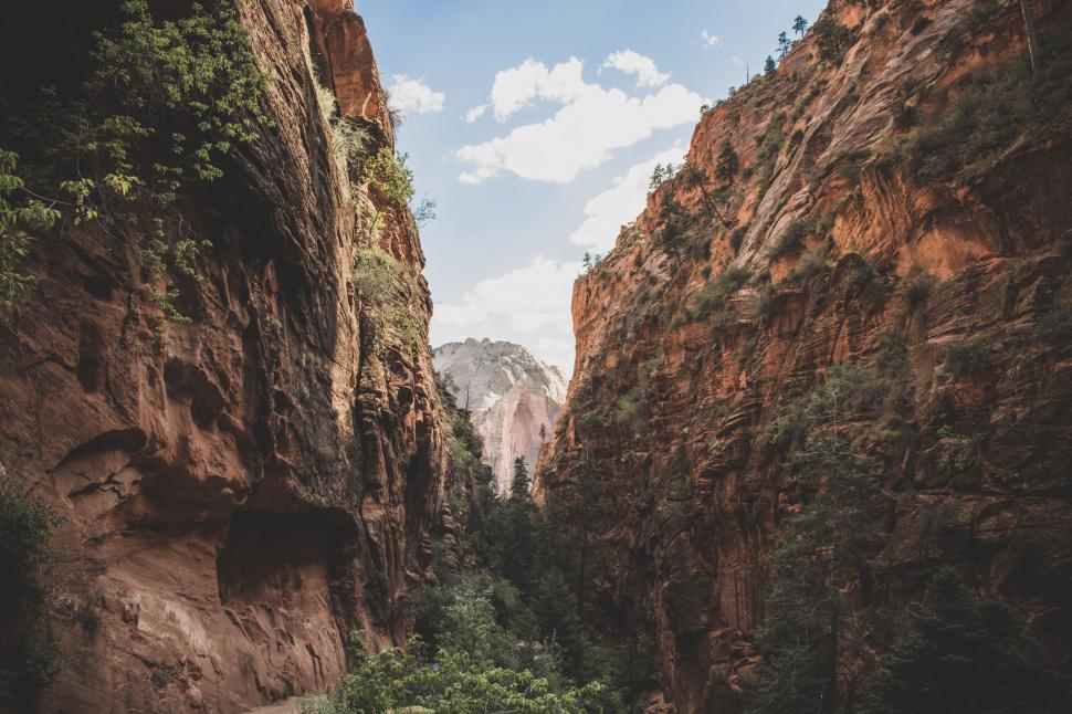 Free Image of Dense Trees and Rocks Fill Narrow Canyon 