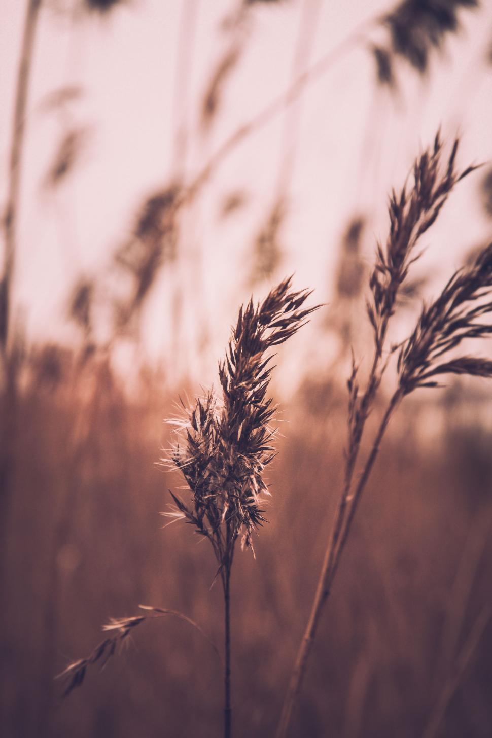 Free Image of Close-Up of Plant With Blurry Background 