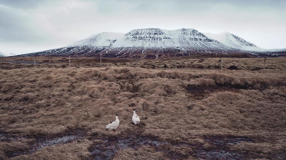 Free Image of Birds Standing on Top of Grass Covered Field 