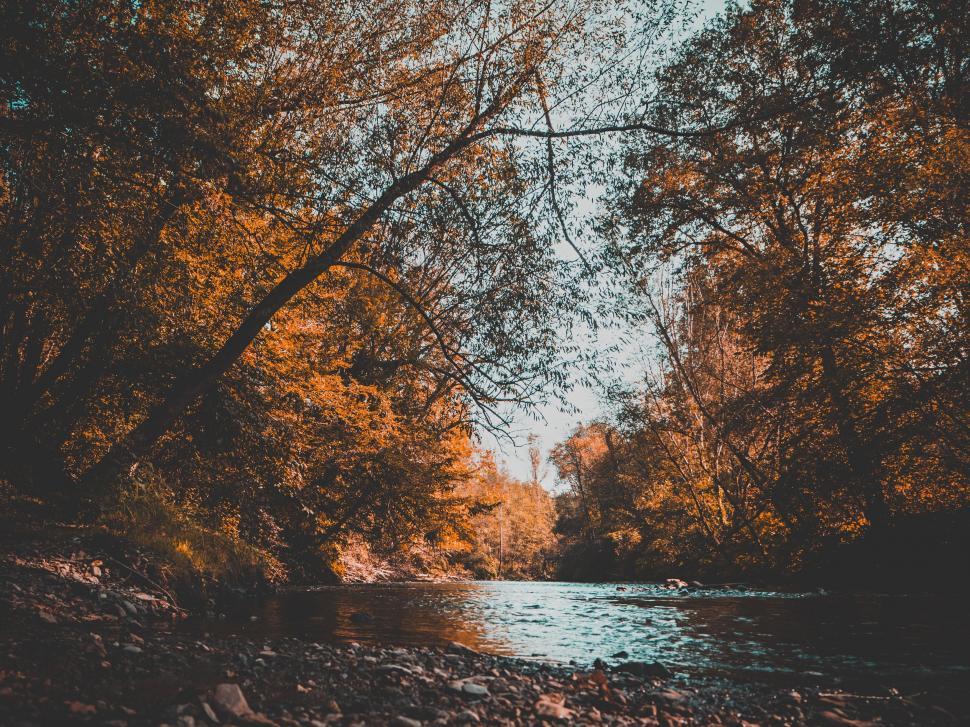 Free Image of River Flowing Through Dense Forest 