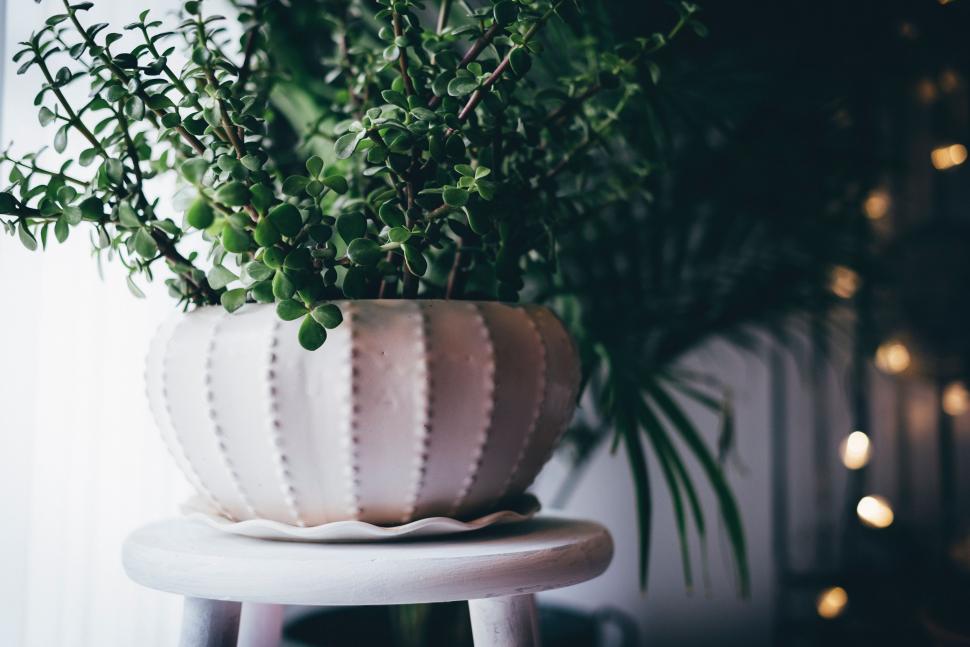Free Image of A Potted Plant on a White Stool 