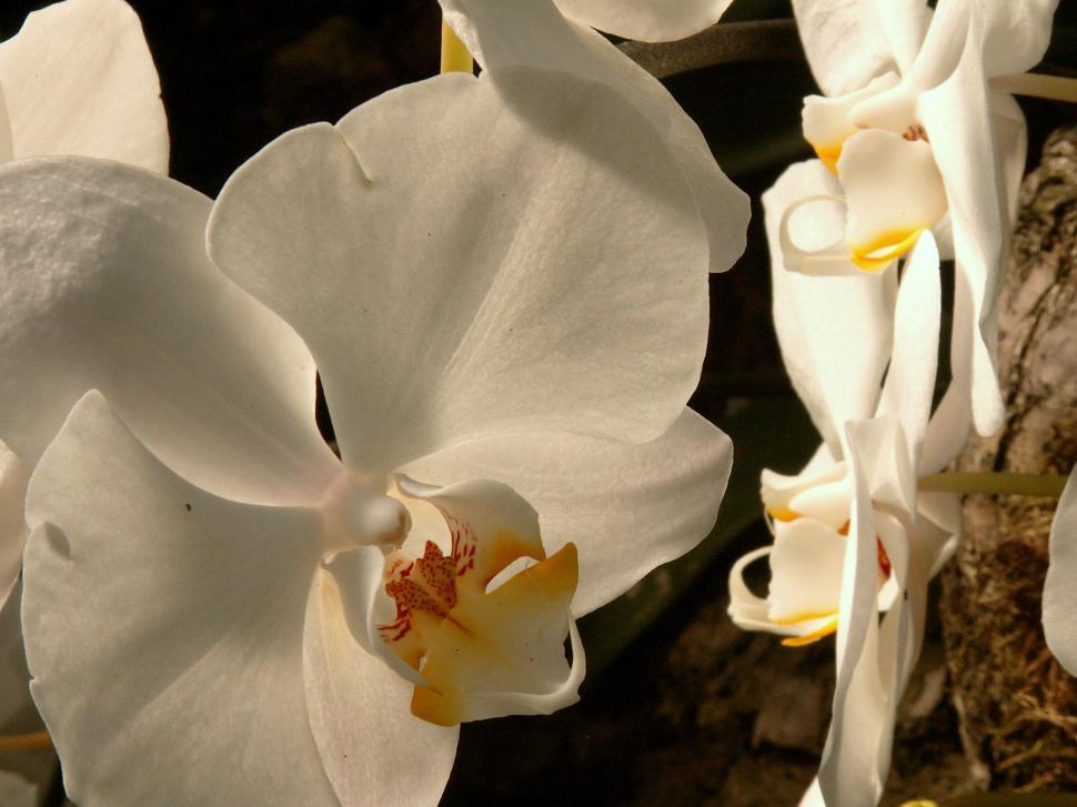 Free Image of Orchid 