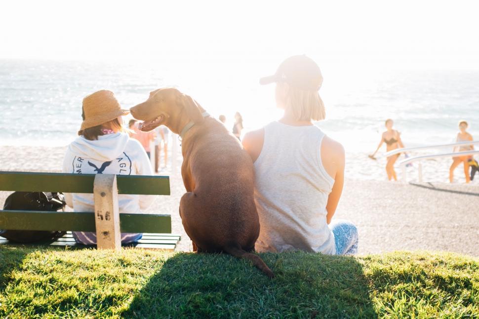Free Image of A Man Sitting on a Bench Next to a Dog 