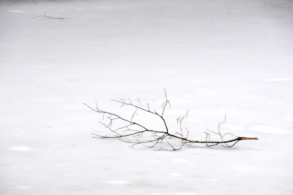 Free Image of Snow-covered Branch in Black and White 
