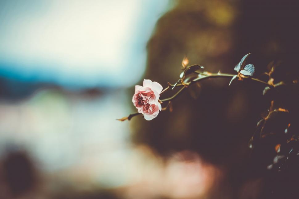 Free Image of Close Up of a Flower With Blurry Background 