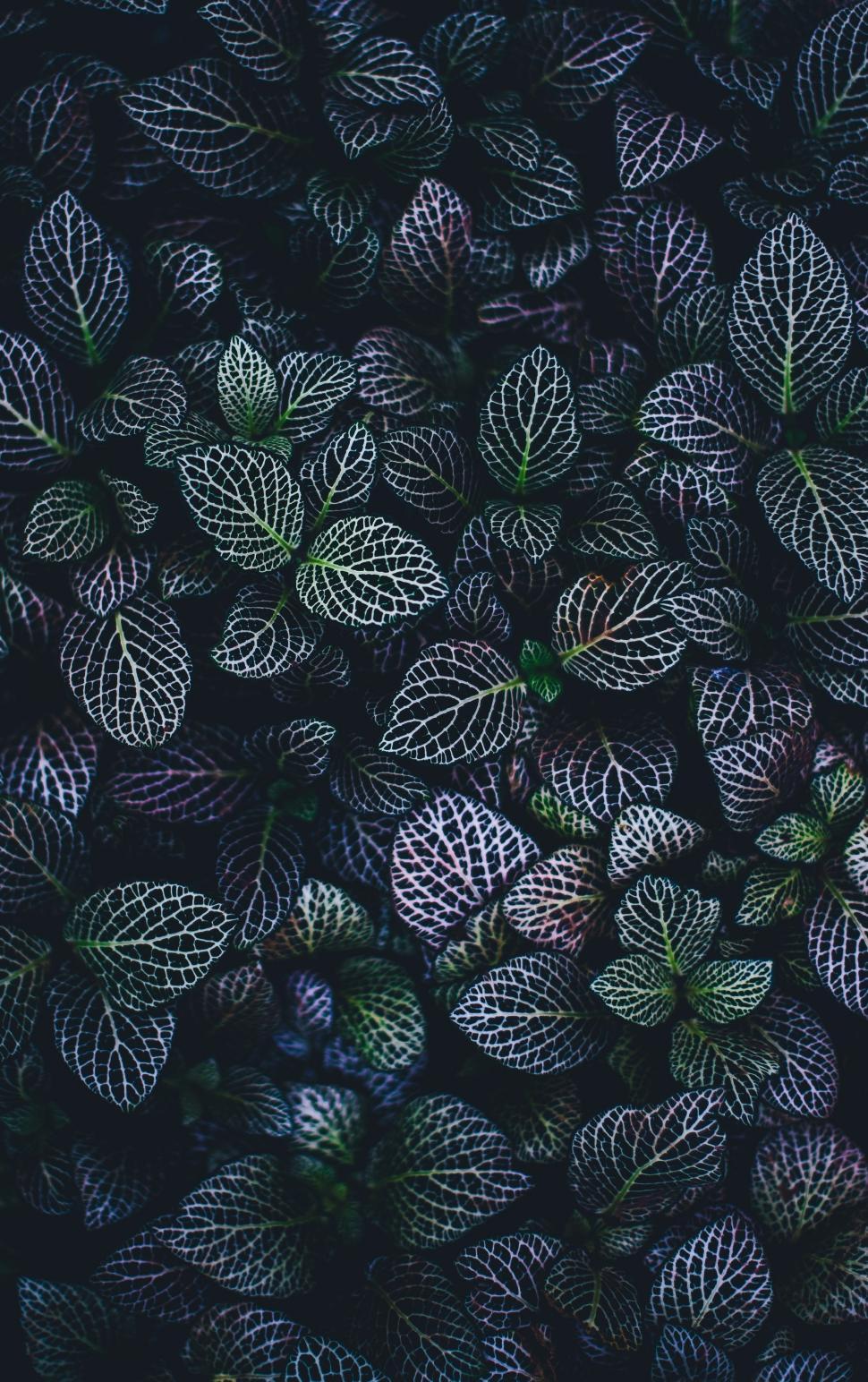 Free Image of Pile of Leaves on Table 