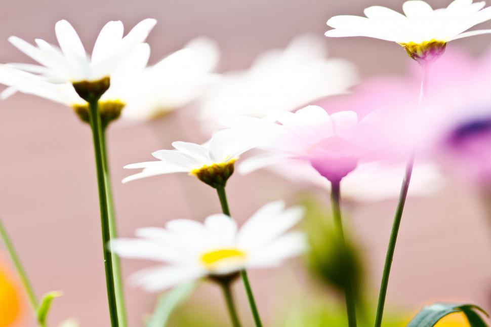 Free Image of Cluster of Flowers Resting in Grassy Field 