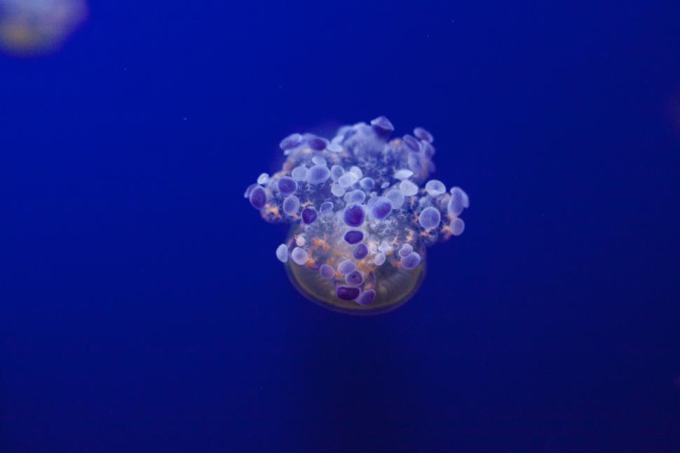 Free Image of Group of Jellyfish Swimming in the Ocean 