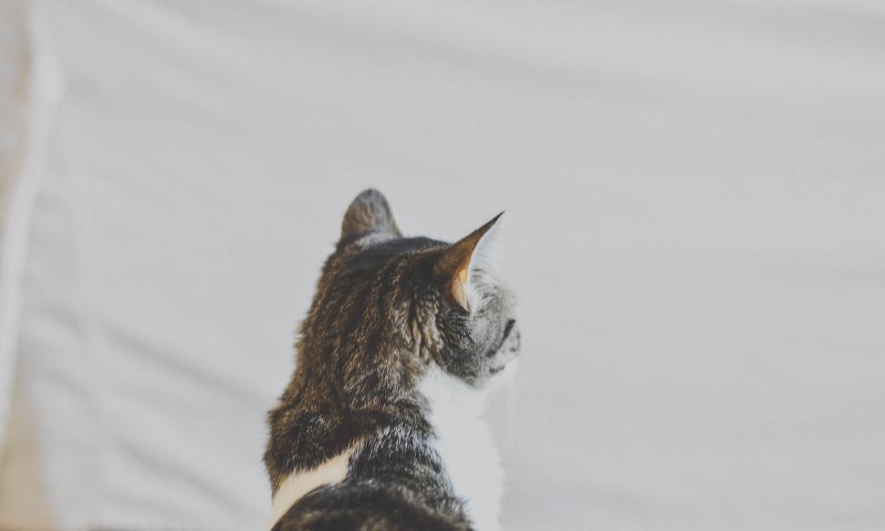 Free Image of A Black and White Photo of a Cat 