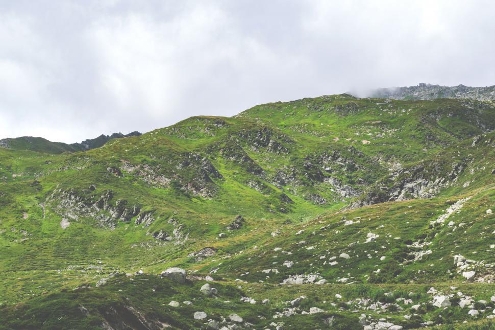 Free Image of Grazing Sheep on a Grassy Hill 