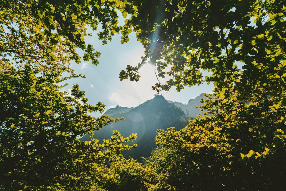 Free Image of Sun Shining Through Tree Leaves 