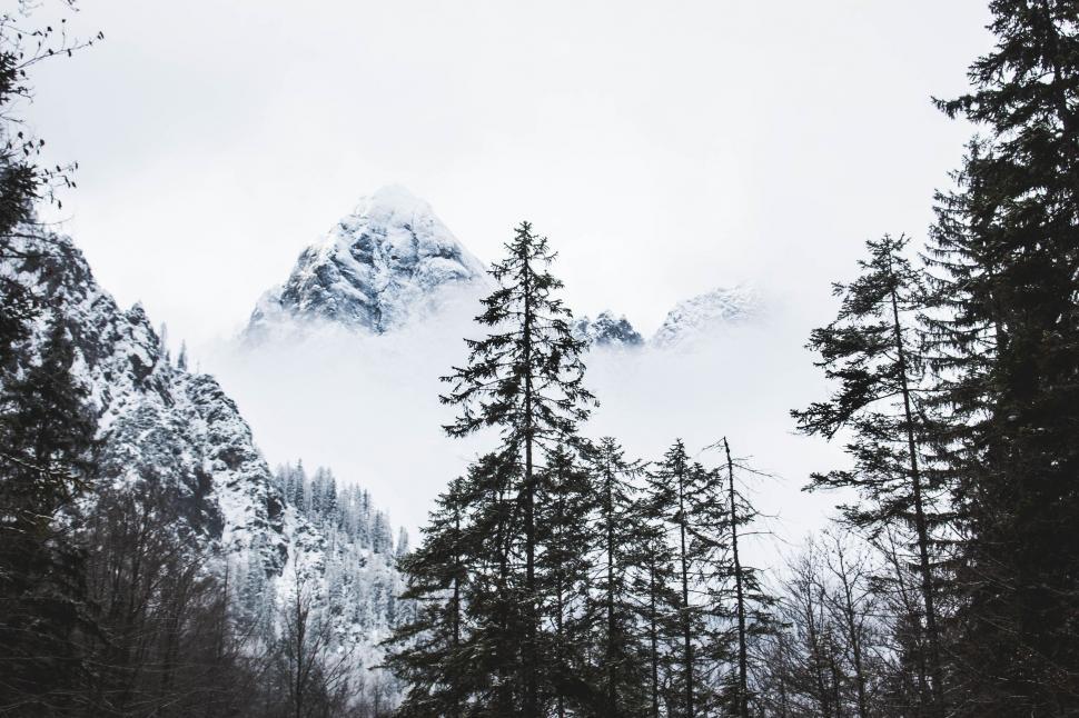 Free Image of Trees and Mountains in Black and White 