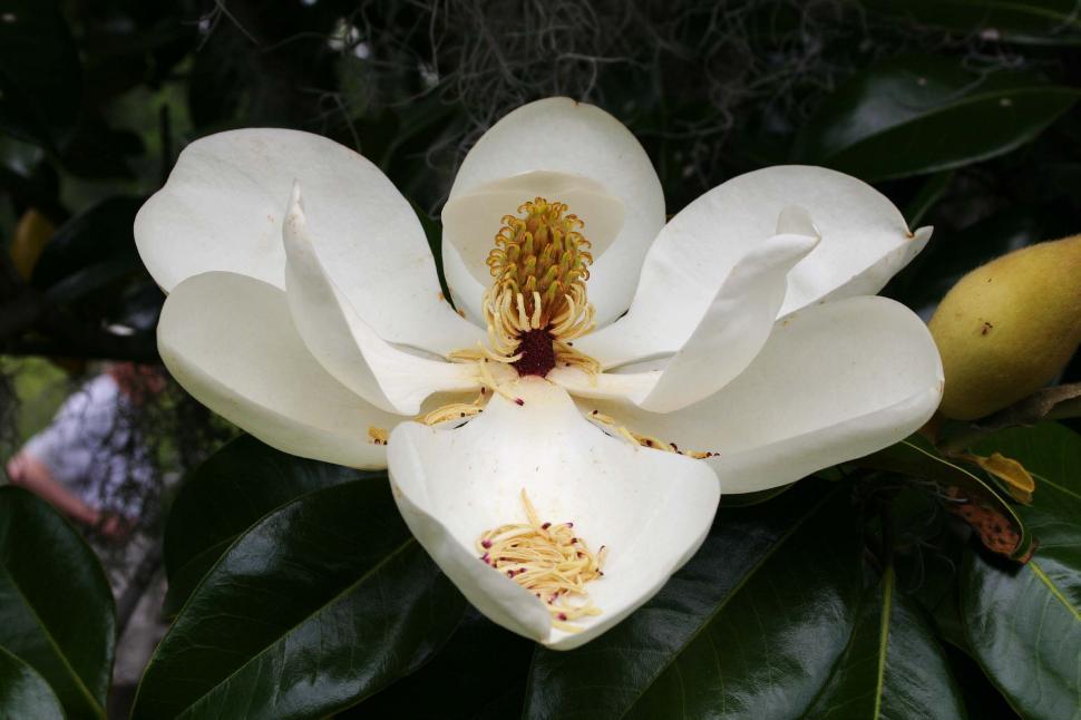 Free Image of magnolia bloom 