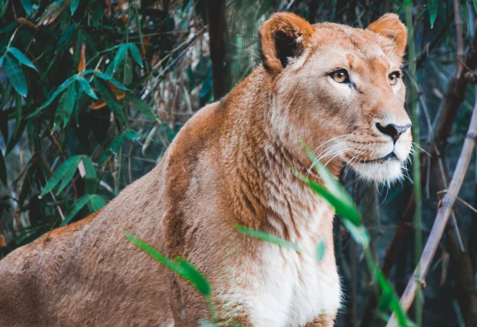 Free Image of Close Up of Lion Near Trees 