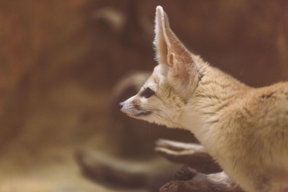 Free Image of Small Animal Standing Next to Wall 