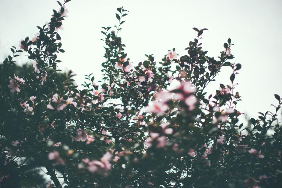Free Image of Majestic Tree With Pink Flowers 