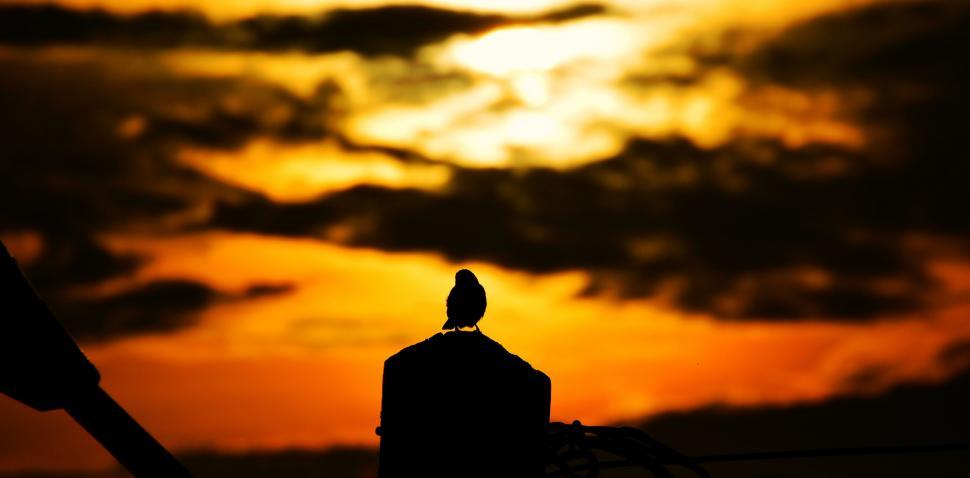 Free Image of Bird Perched on Top of Building 
