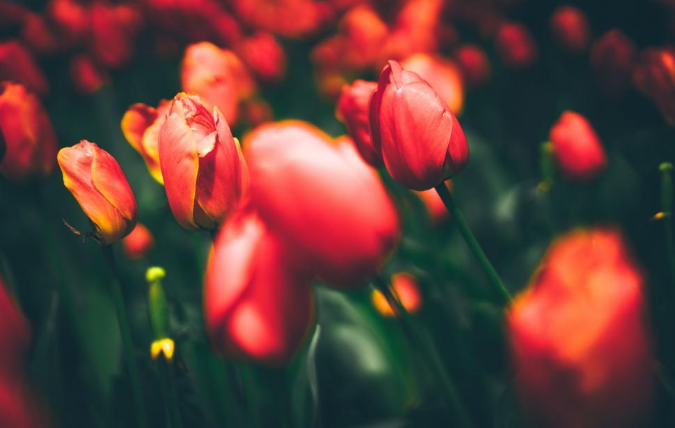Free Image of Red Flowers Sprouting in Grass 