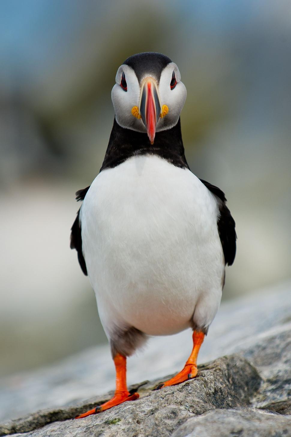 Free Image of Bird Perched on Rock 
