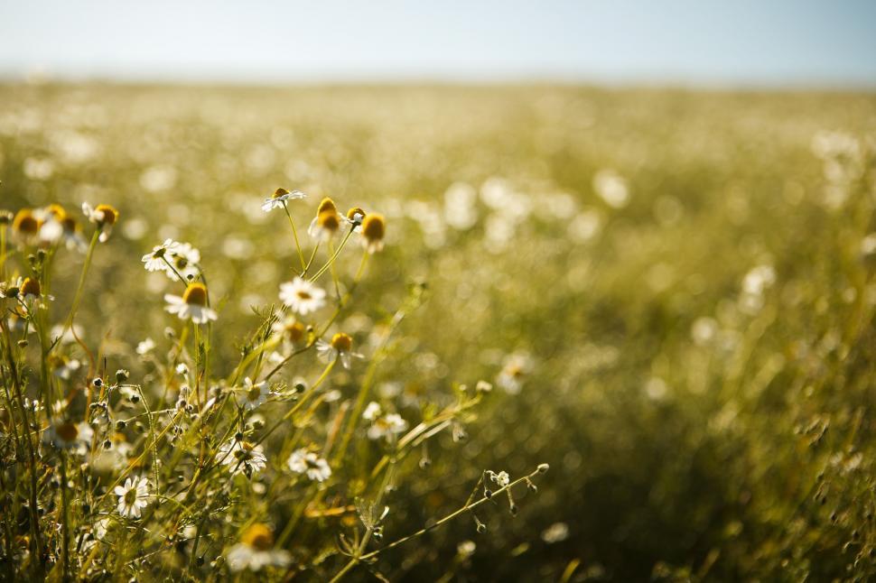 Free Image of Field of Wildflowers With Sky Background 