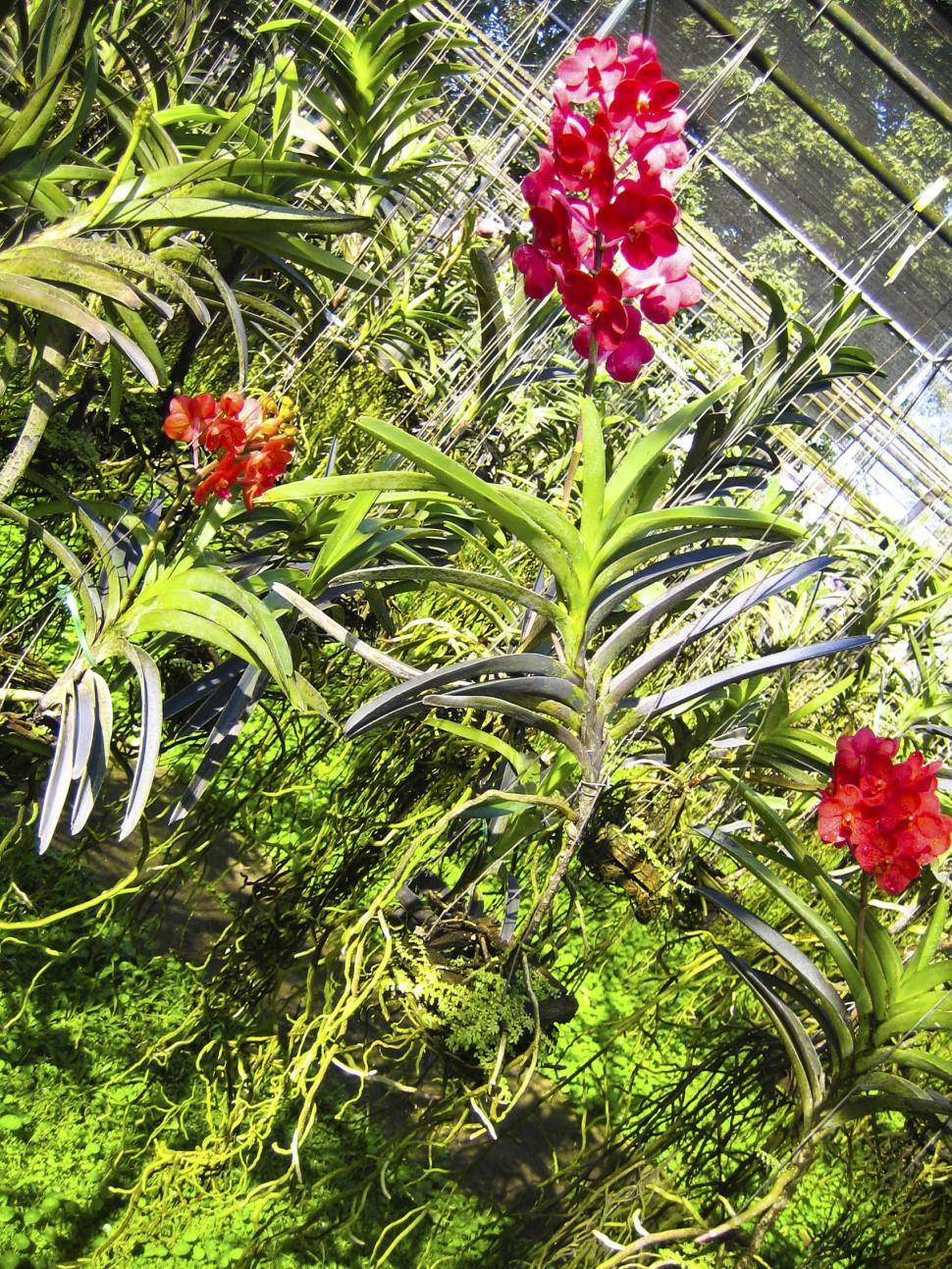 Free Image of tropical flowers 