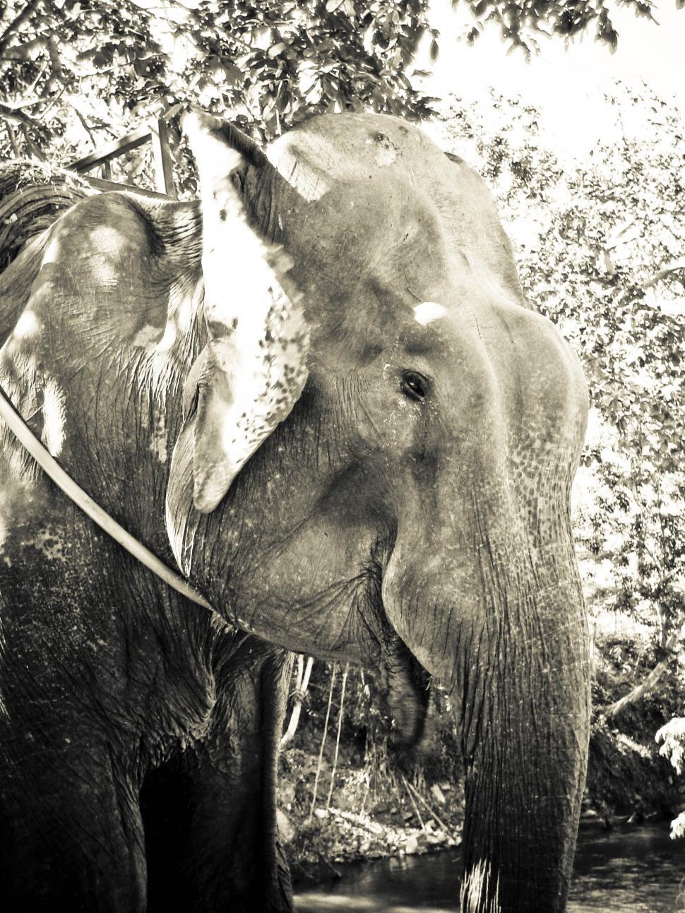 Free Image of elephant 