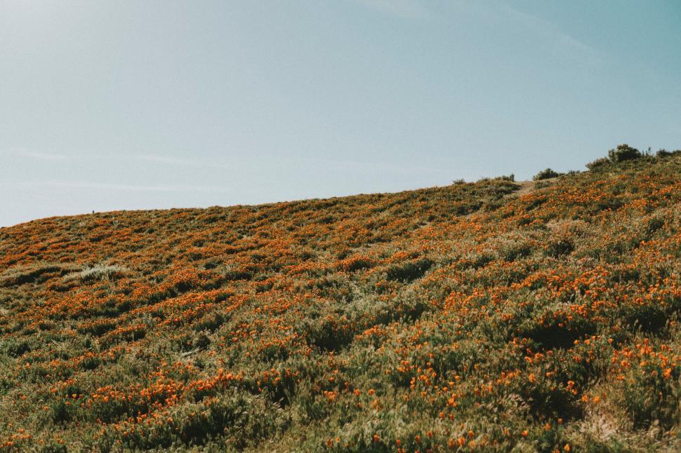 Free Image of Person Standing on Hill With Kite 